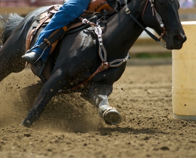 Daventry Equine Appraisal Services