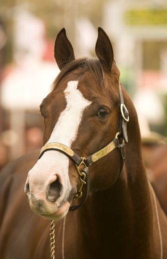 Daventry Equine Appraisal Services